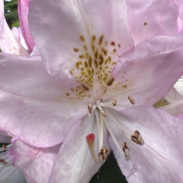 Rhododendron macrophyllum Blomst