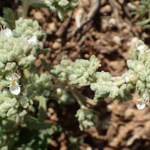 Teucrium polium Blodyn