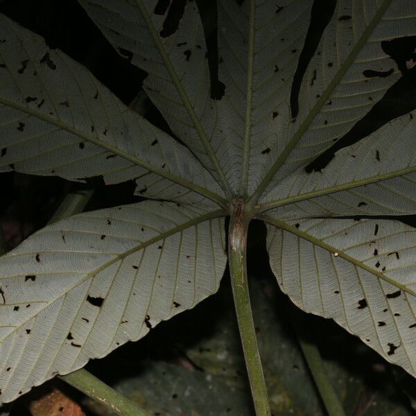 Pourouma bicolor Blad