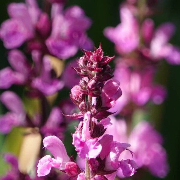 Salvia pratensis Drugo