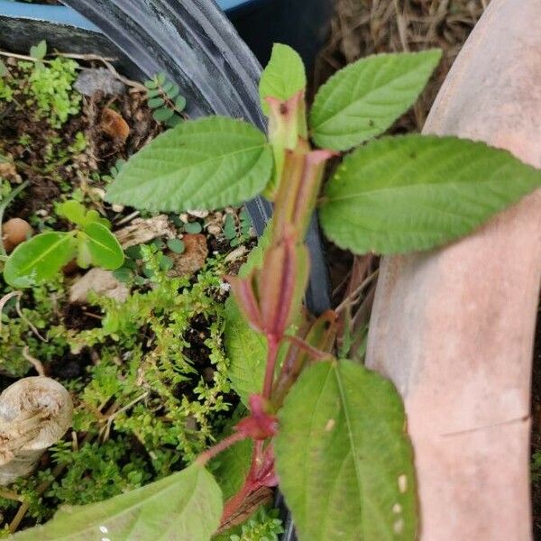 Corchorus aestuans Fruchs