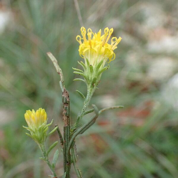 Galatella linosyris फूल