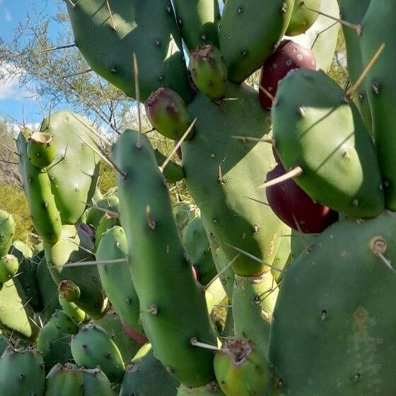 Opuntia elata Other