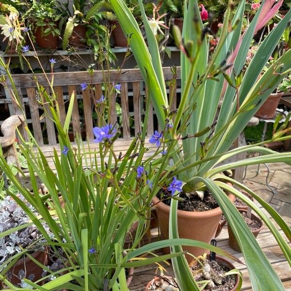 Aristea ecklonii Flor