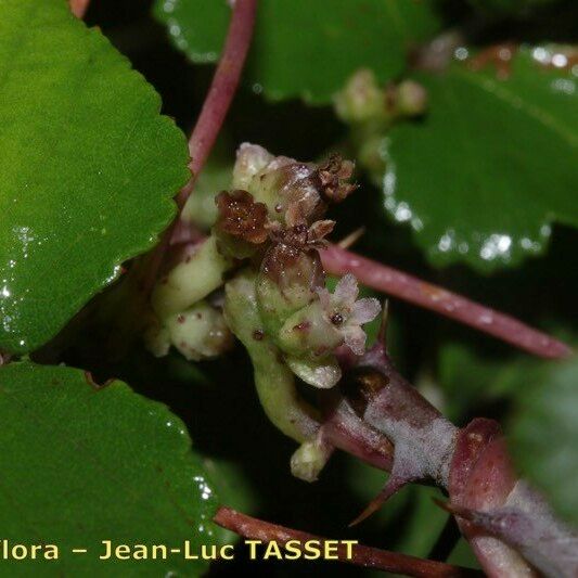 Cuscuta monogyna Кветка