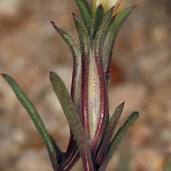 Linanthus dichotomus Floare