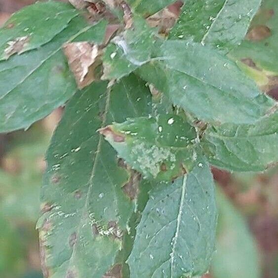 Epilobium obscurum Leaf