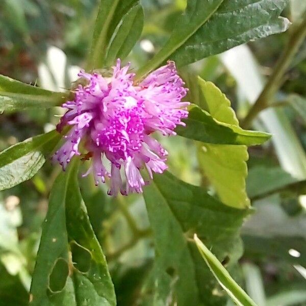 Centratherum punctatum Flors