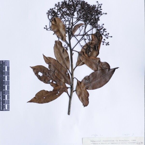 Photinia integrifolia Outro