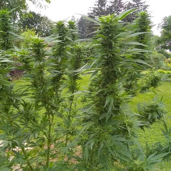 Cannabis sativa Flower