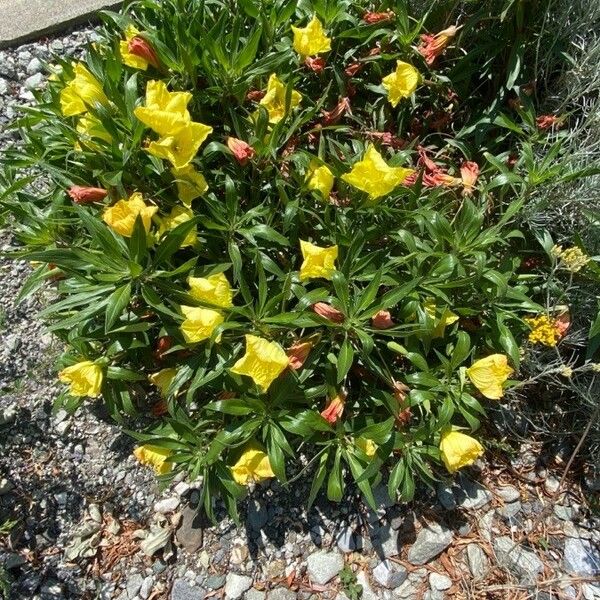 Oenothera macrocarpa 形态