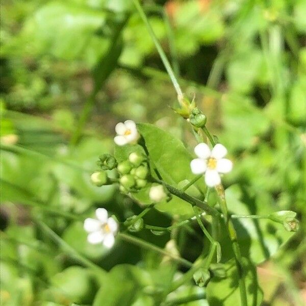 Samolus valerandi Blomma