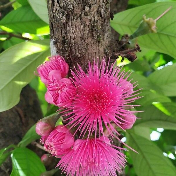 Syzygium malaccense Blomst