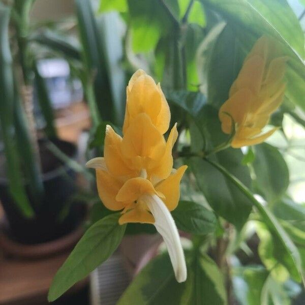 Pachystachys lutea Flower