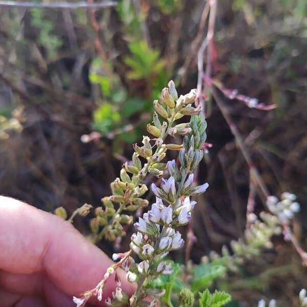 Cullen americanum Flower