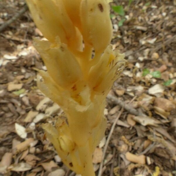 Monotropa hypopitys Habit