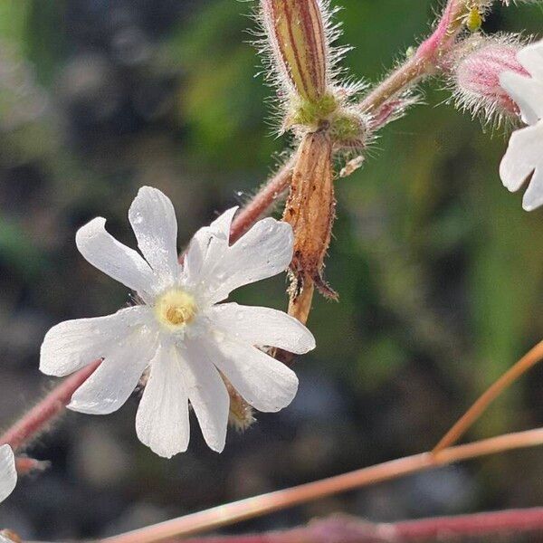 Silene dichotoma Flor