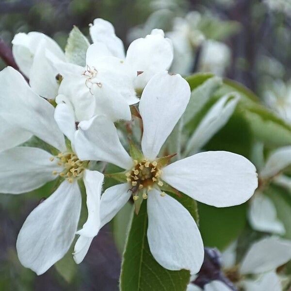 Amelanchier ovalis Kvet