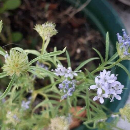 Gilia capitata Λουλούδι