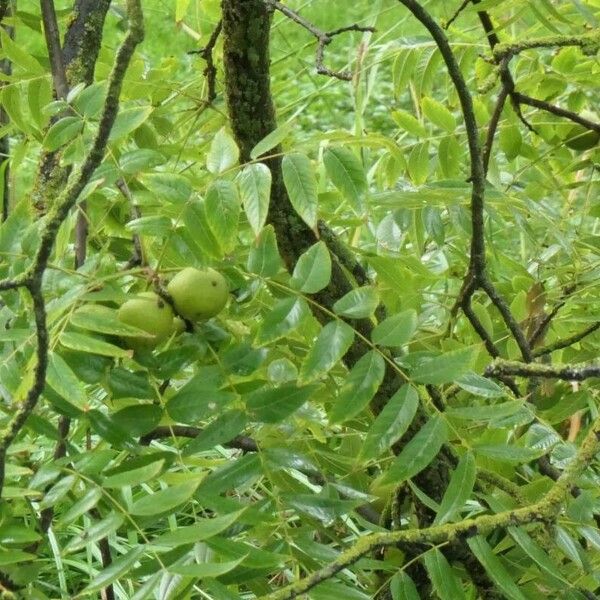 Juglans nigra Leaf