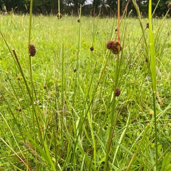 Juncus conglomeratus List