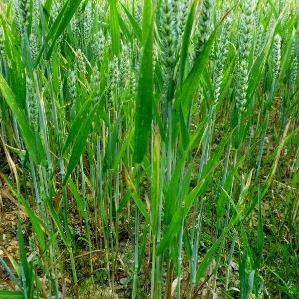 Triticum aestivum Habitat