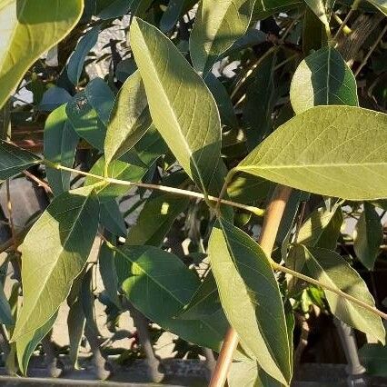 Erythrina crista-galli Листок