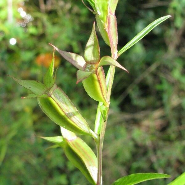 Ludwigia decurrens Other