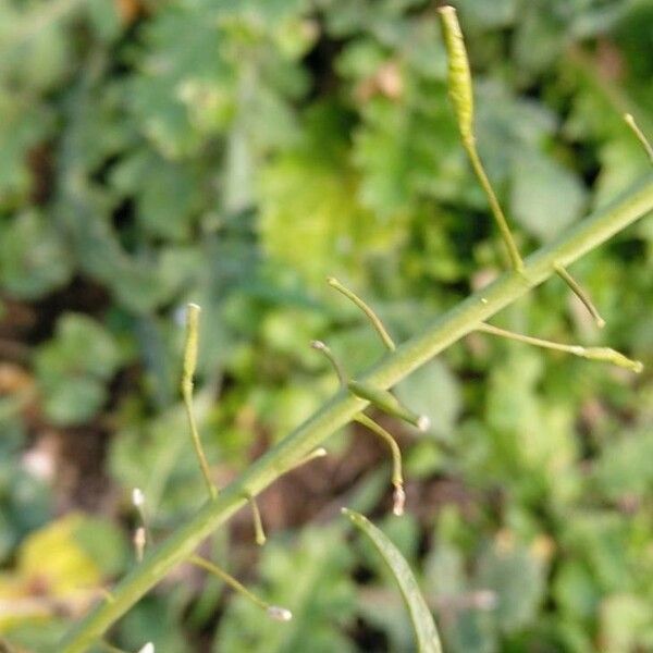 Sinapis arvensis Fruit