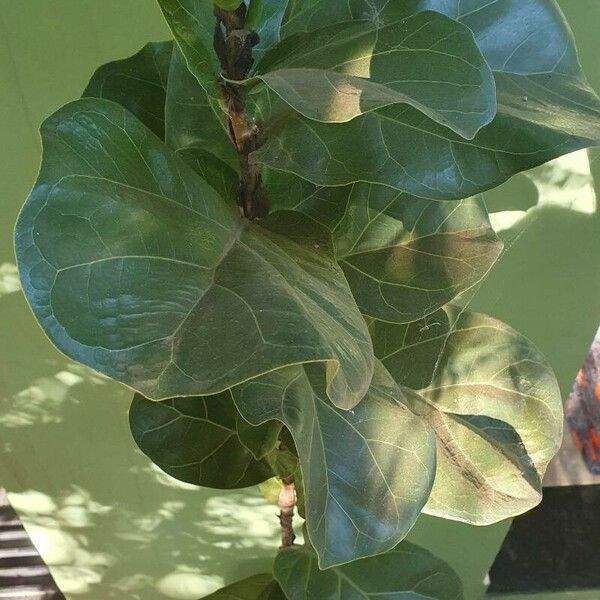 Ficus lyrata Leaf