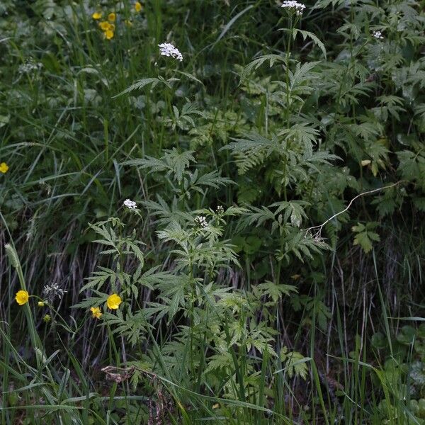 Achillea macrophylla Deilen