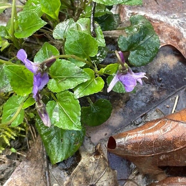 Viola reichenbachiana Habit