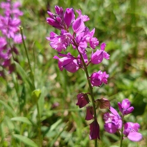 Polygala comosa Květ