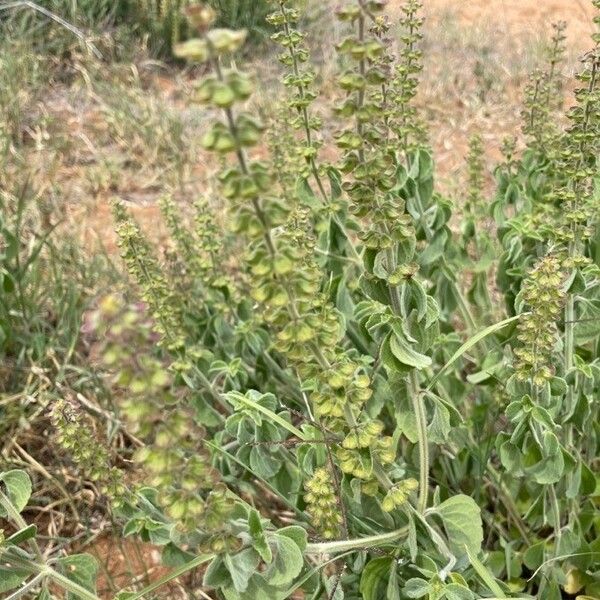 Ocimum gratissimum ഫലം