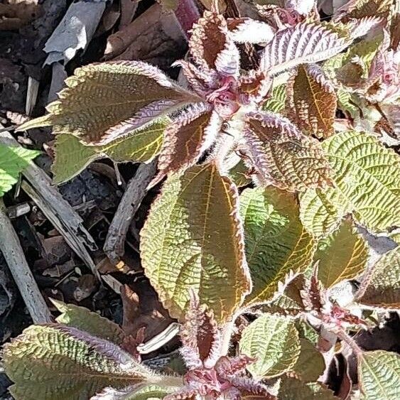 Boehmeria nivea Leaf