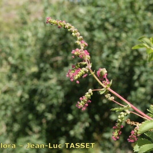 Dendriopoterium pulidoi অন্যান্য