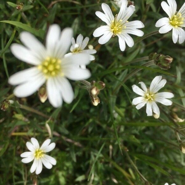 Cerastium arvense Flor