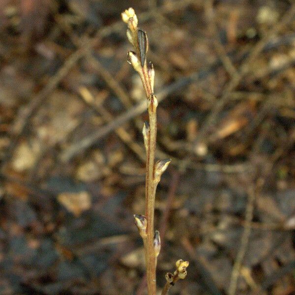 Epifagus virginiana Habitatea