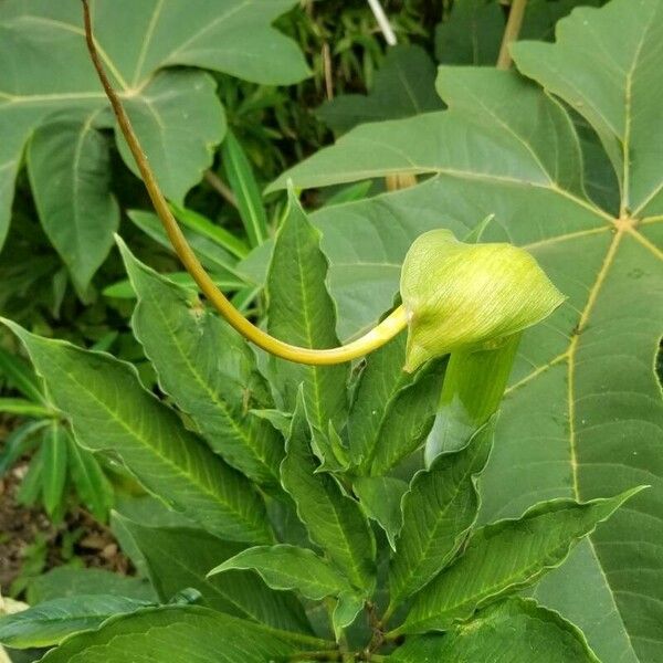 Arisaema tortuosum 花