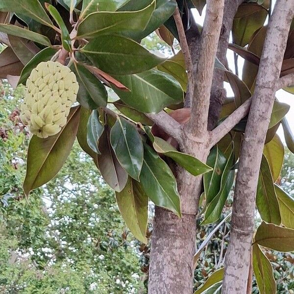Magnolia grandiflora Lehti
