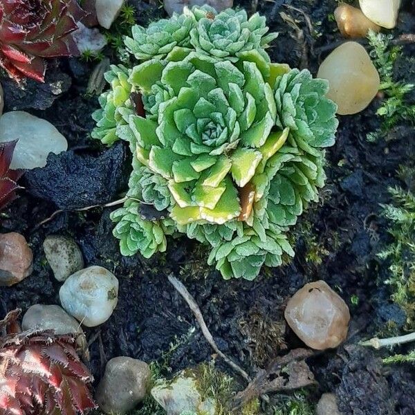 Sempervivum montanum 葉