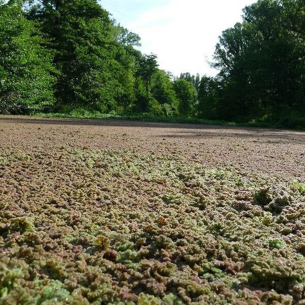 Azolla filiculoides Celota