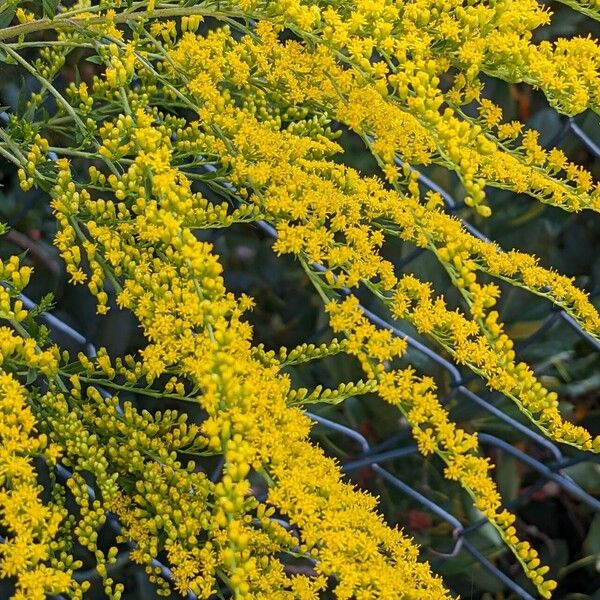 Solidago canadensis Blüte