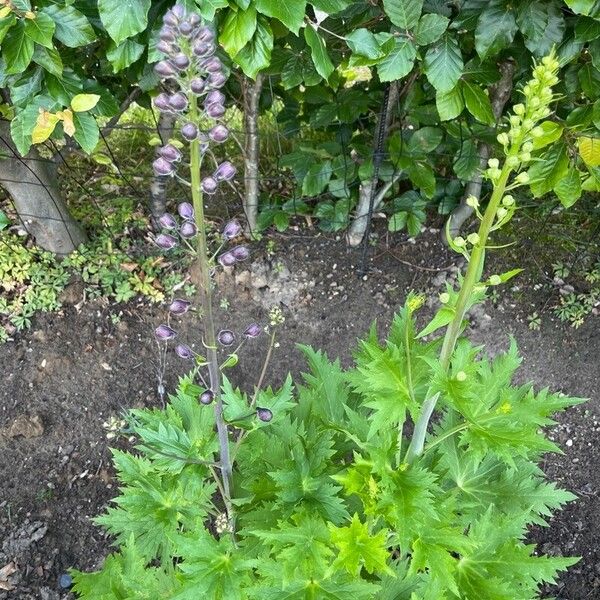 Delphinium elatum 花