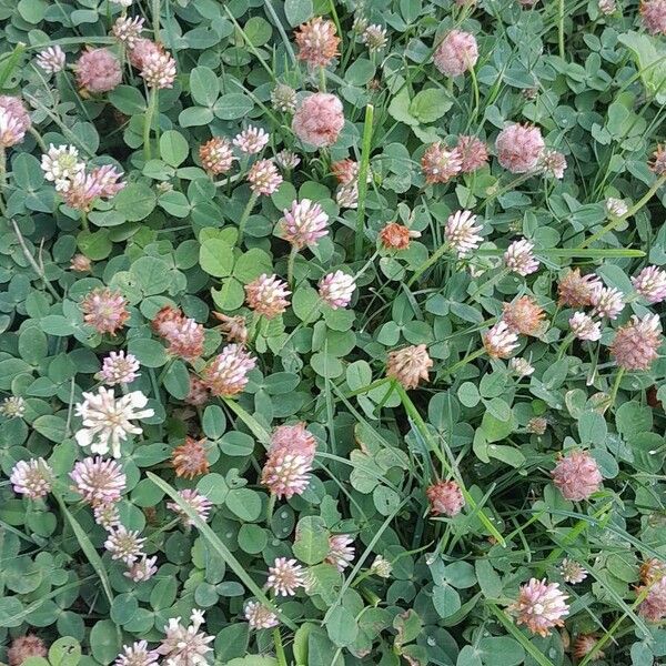 Trifolium fragiferum عادت