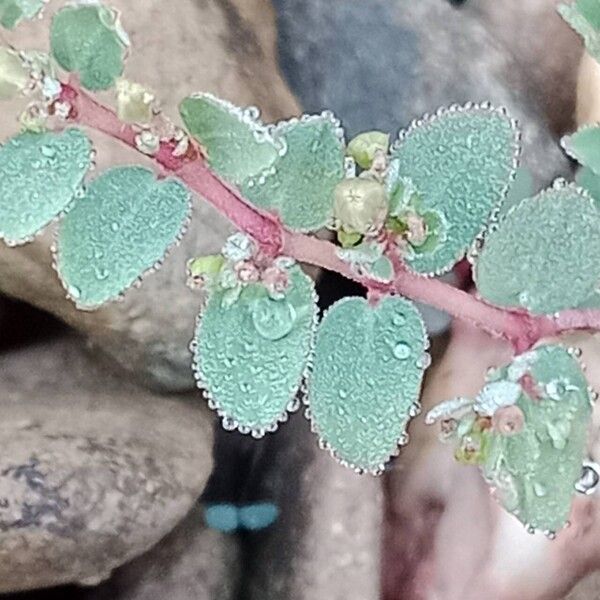 Euphorbia prostrata Цветок