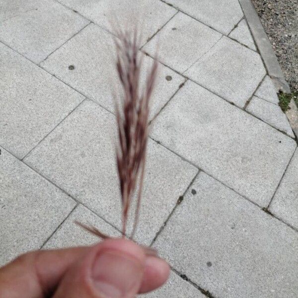 Bromus madritensis Flower