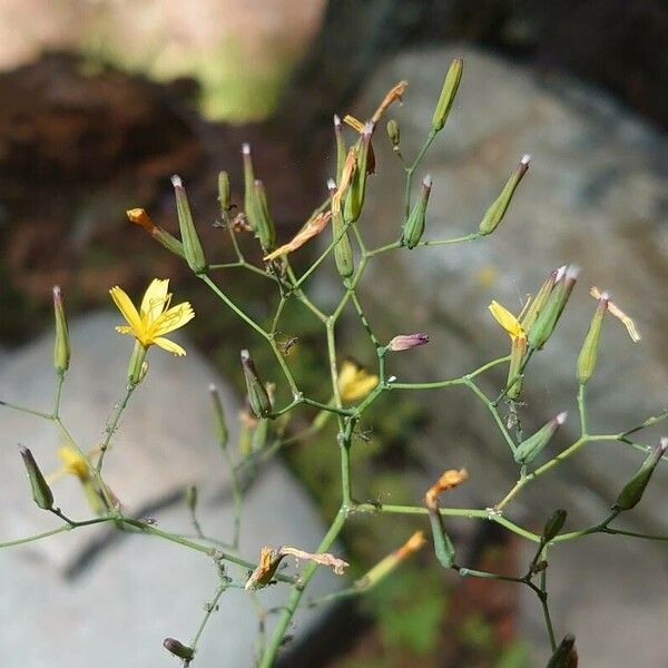 Lactuca muralis 花