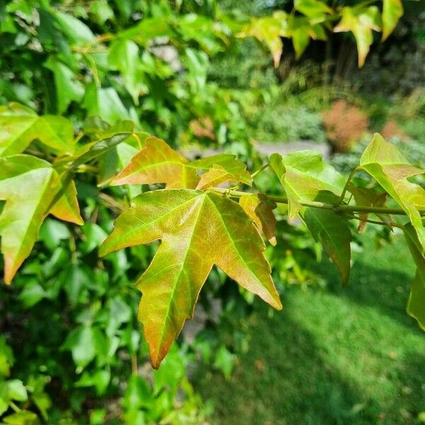 Acer buergerianum পাতা