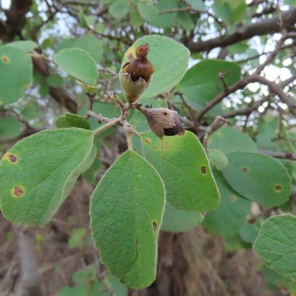 Cordia monoica Плод